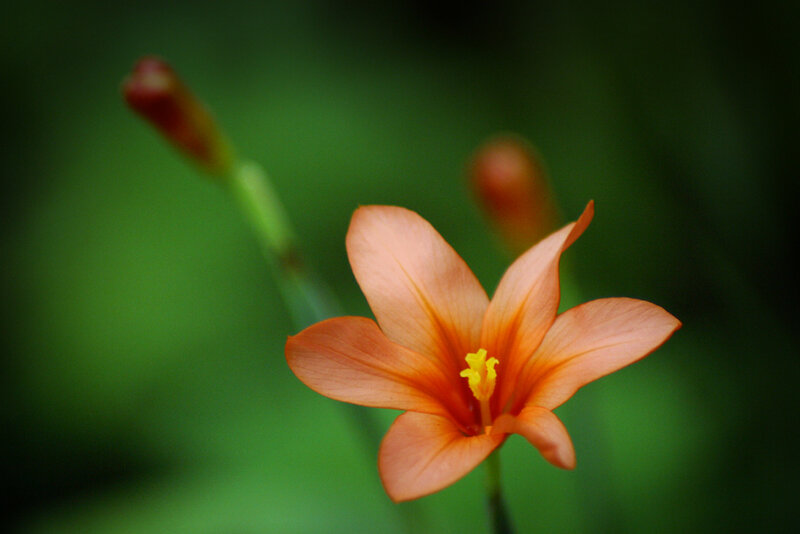 orange flower in bloom