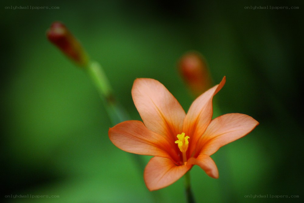 orange flower in bloom
