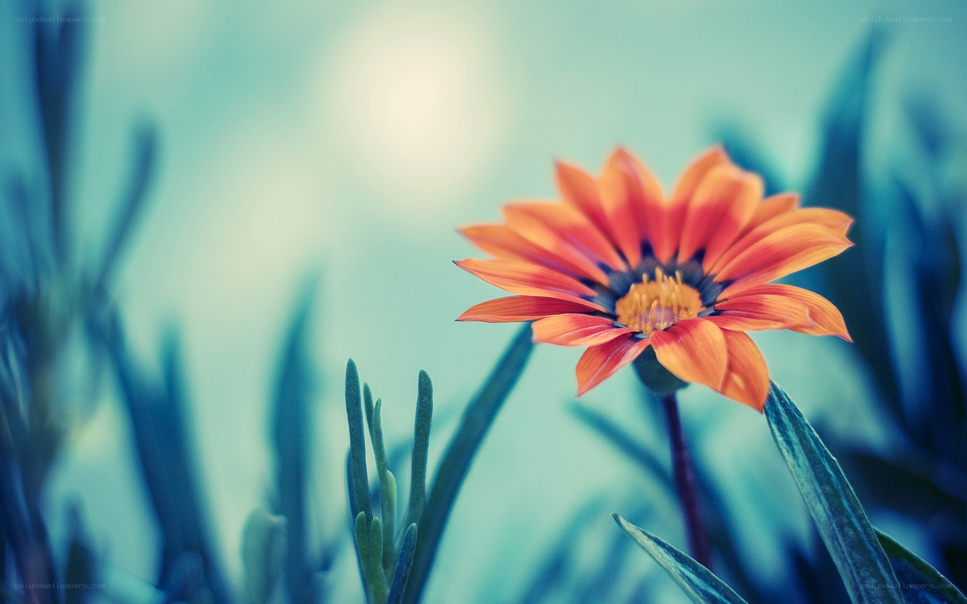 orange flower in blue light