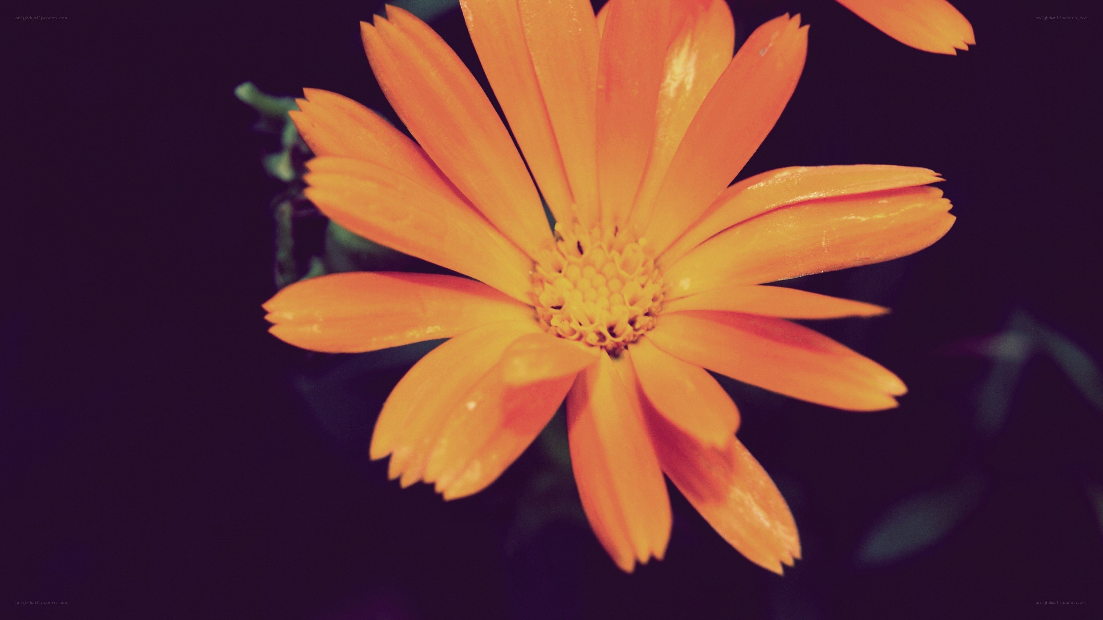 orange flower in dark setting