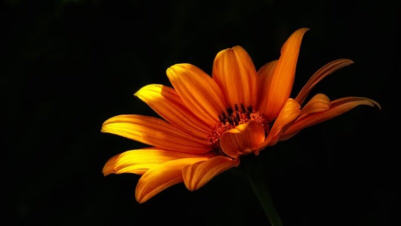 Orange Flower in Darkness — Dramatic