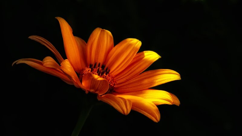 Orange Flower in Darkness