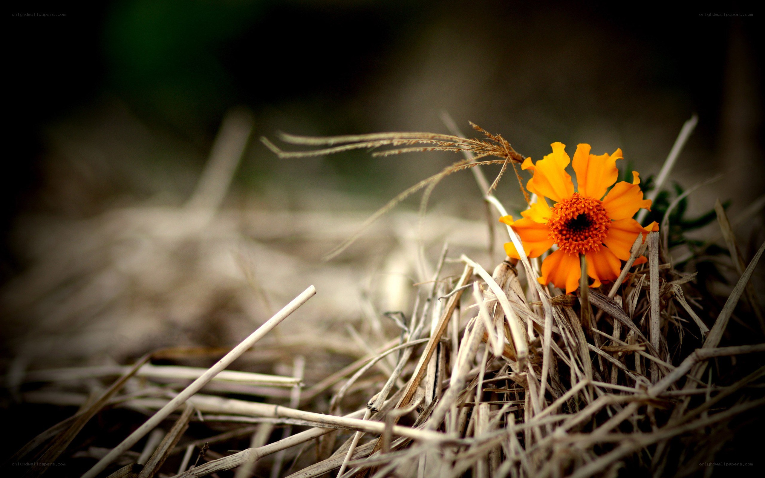 Orange flower in dry grass