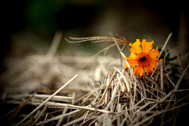 orange flower in dry grass
