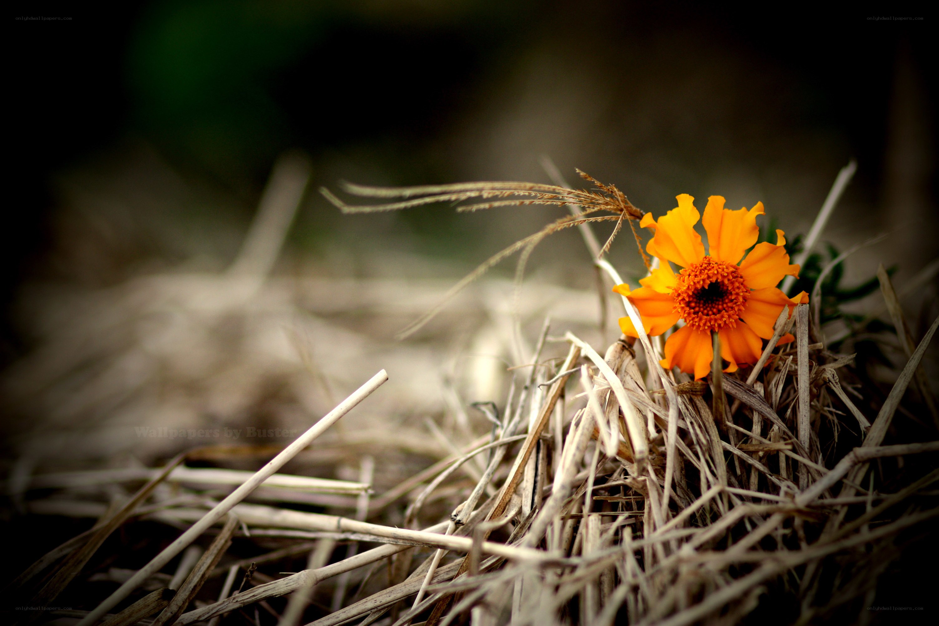 orange flower in dry grass