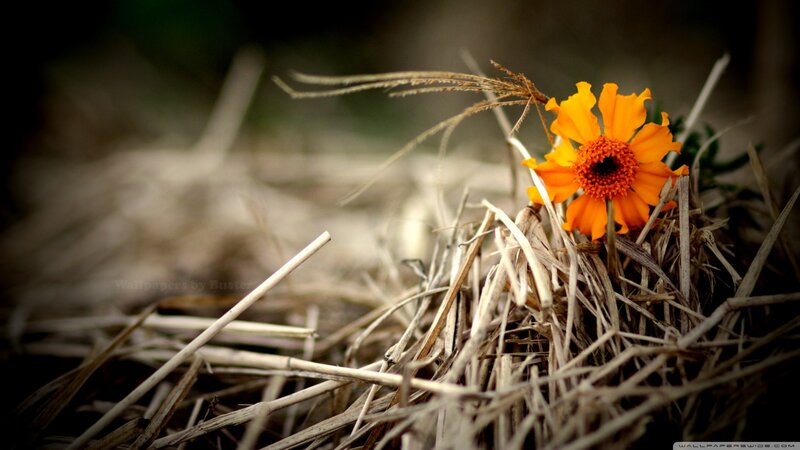 Orange Flower in Dry Grass — Calm