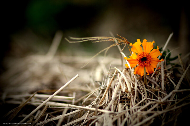 Orange flower in dry grass