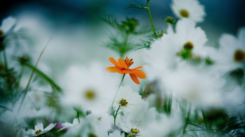 Orange Flower in Field — Serene, Photograph