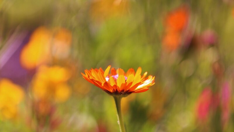 Orange Flower in Field — Serene