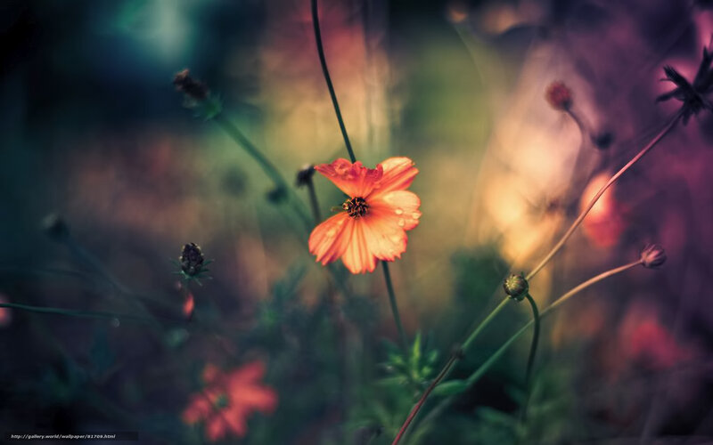 Orange Flower in Field
