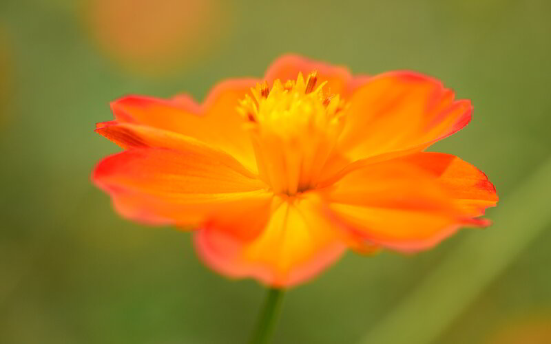 Orange Flower in Focus — Serene, Afternoon