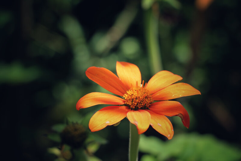 Orange Flower in Focus — Serene, Photograph