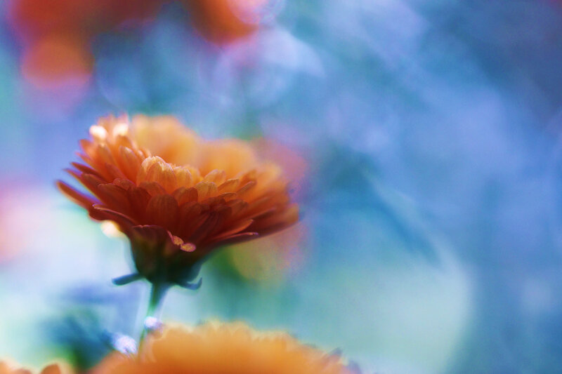 Orange Flower in Focus — Serene