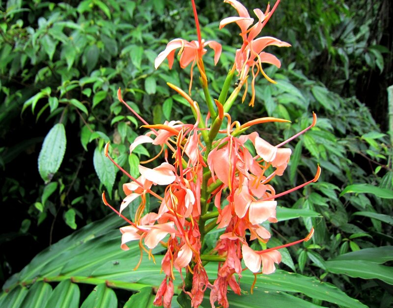 Orange Flower in Forest