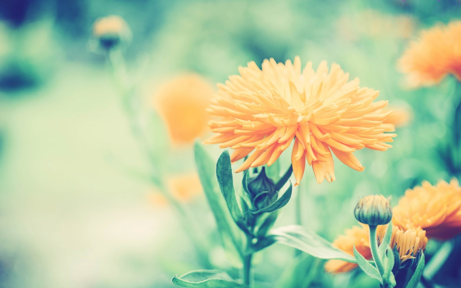 Orange flower in garden