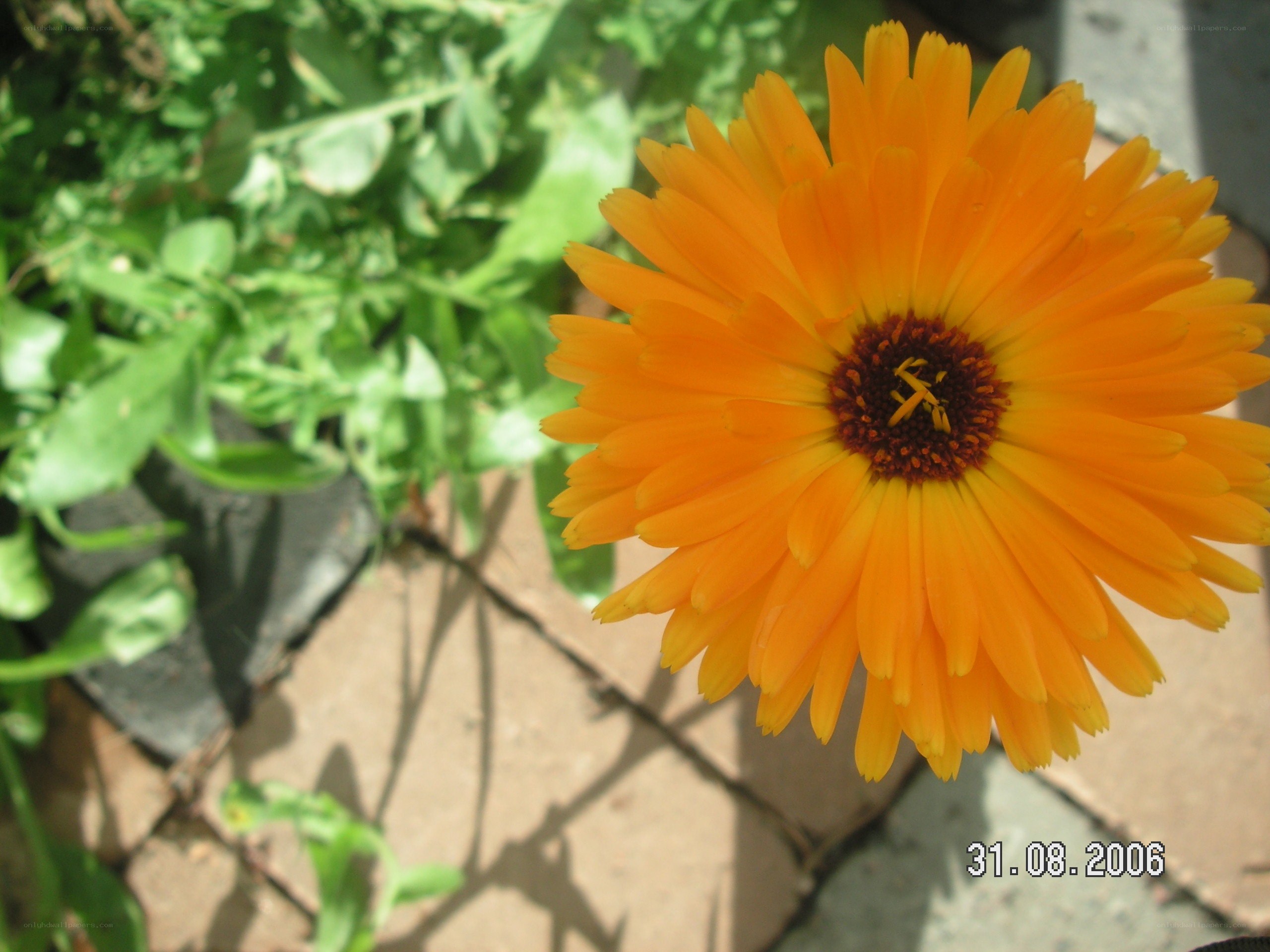 Orange flower in garden