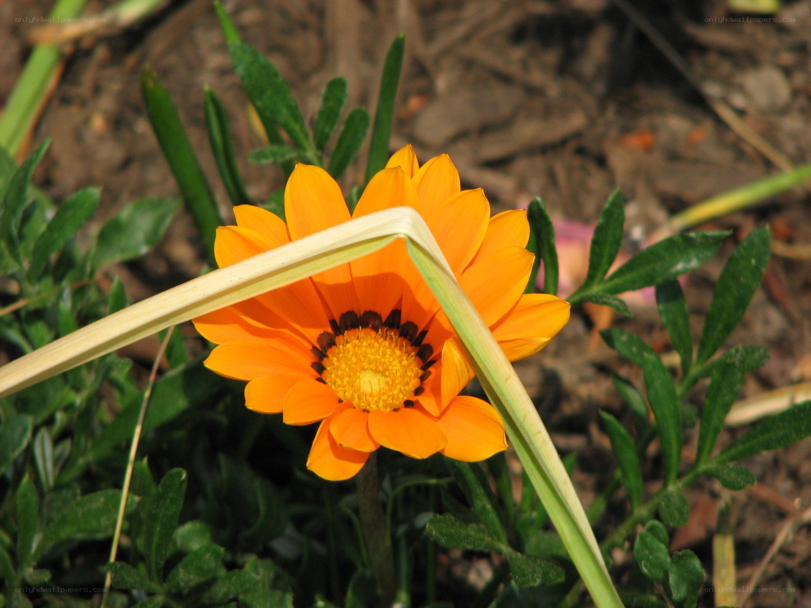 Orange flower in garden