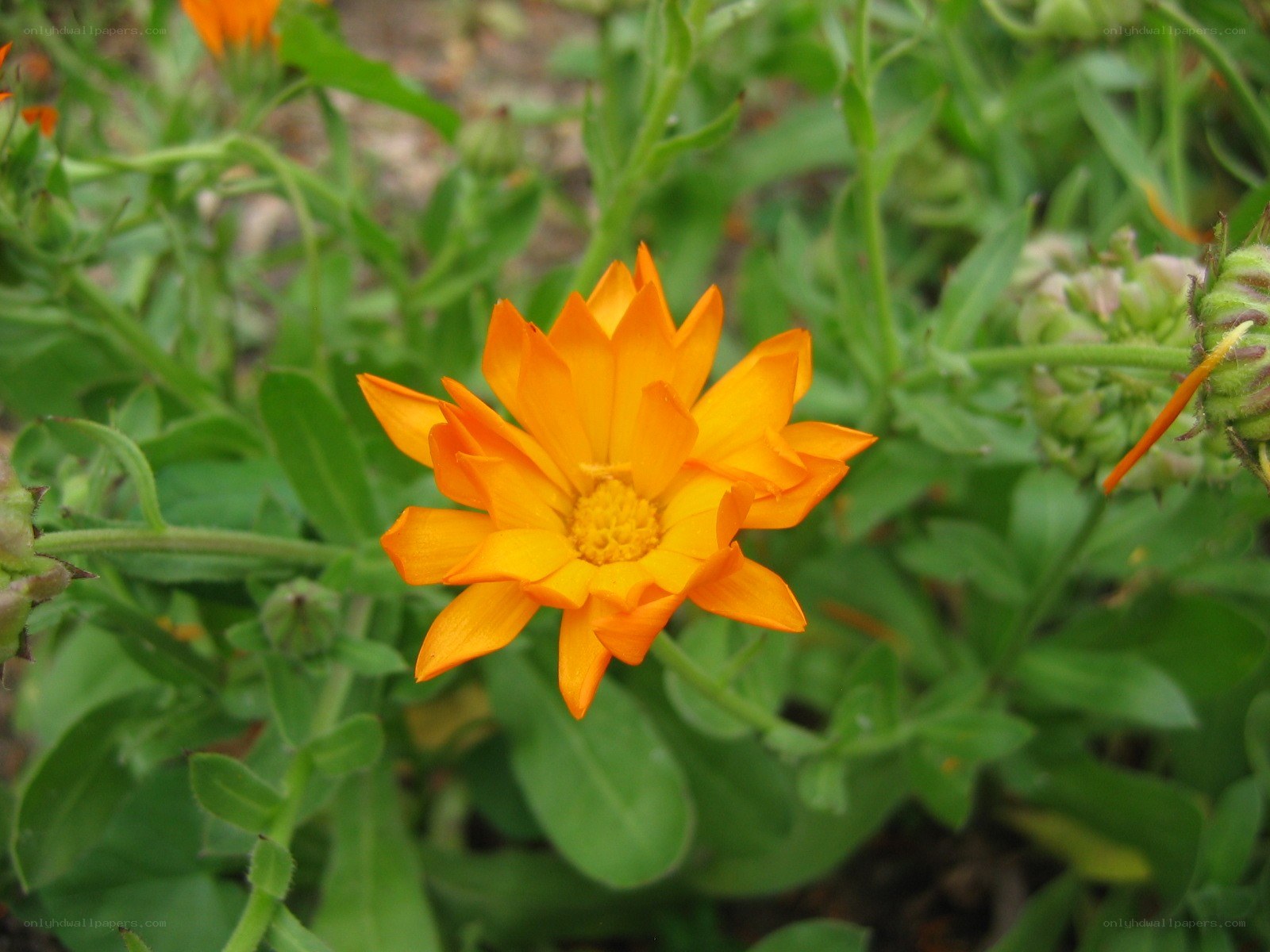 orange flower in garden