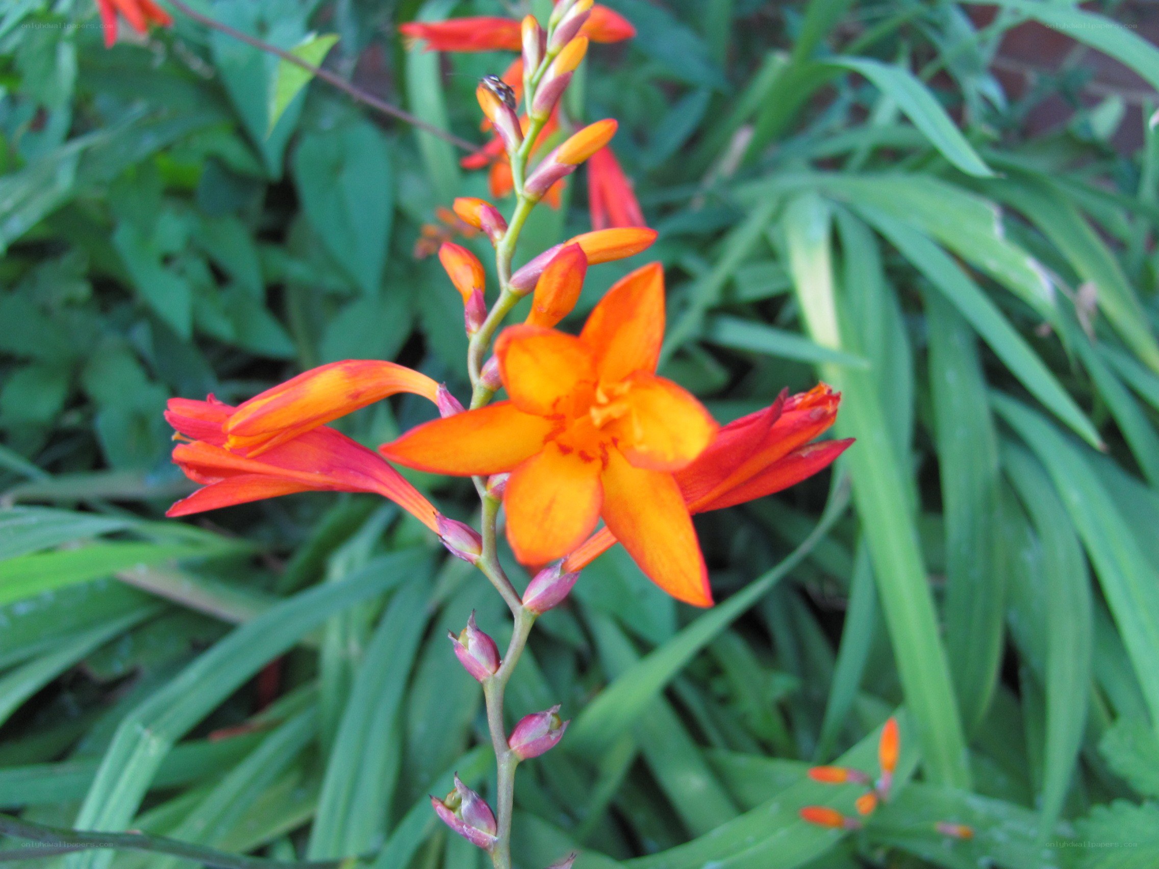 Orange flower in garden