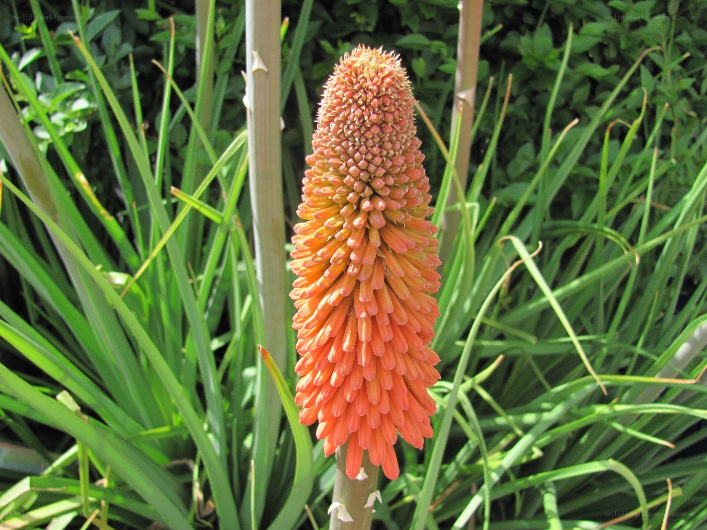 orange flower in garden