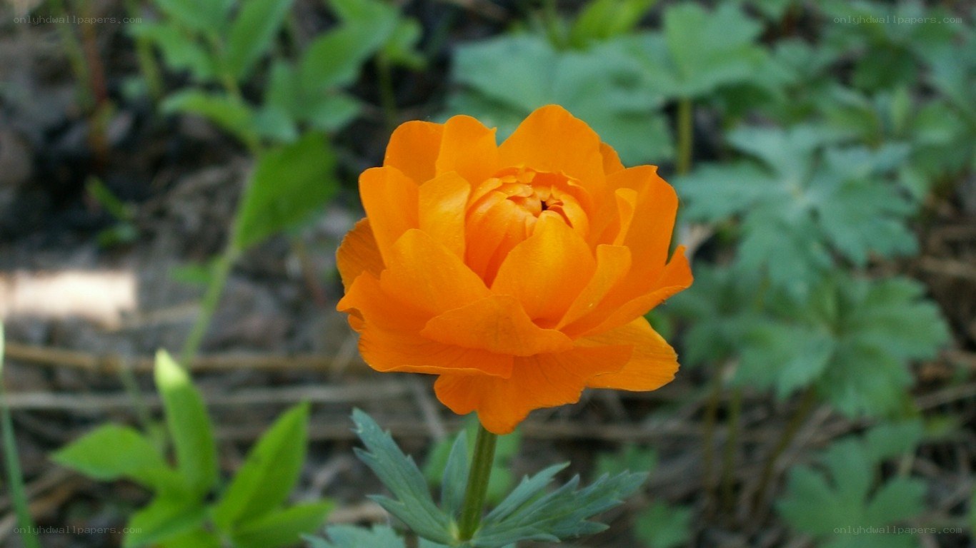 orange flower in garden