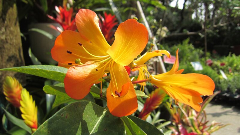 Orange Flower in Garden — Bright