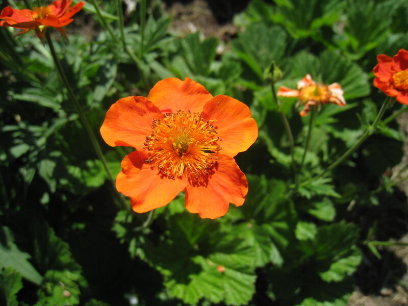 Orange Flower in Garden — Natural