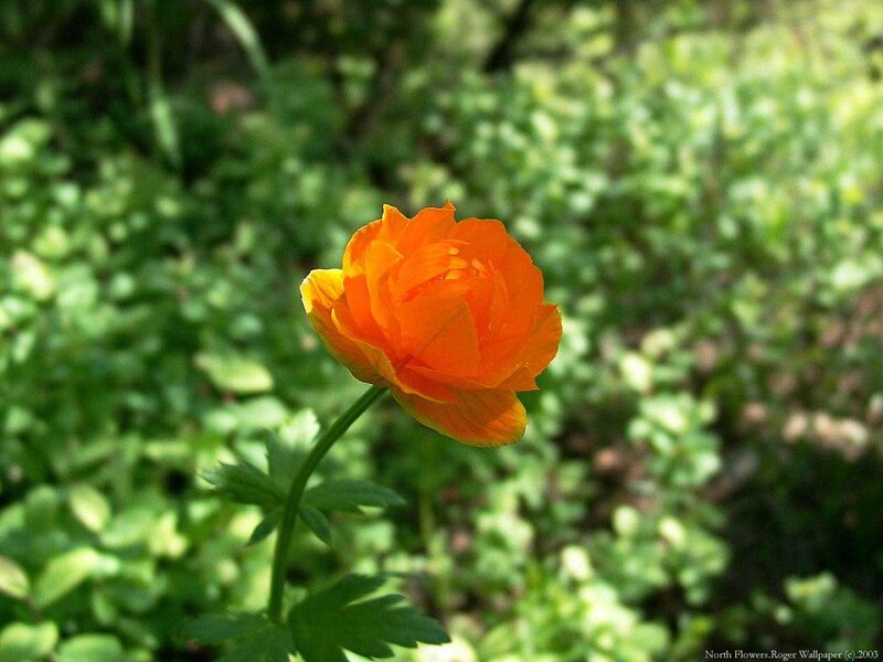 Orange Flower in Garden — Serene, Afternoon