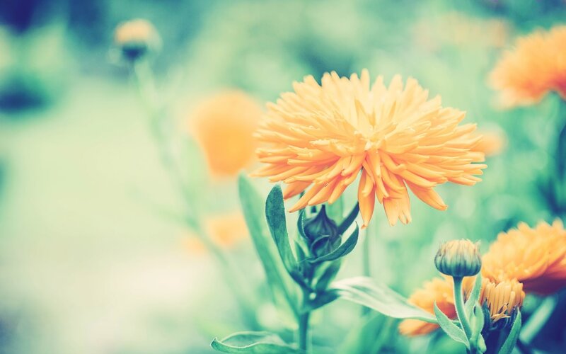 Orange Flower in Garden — Serene