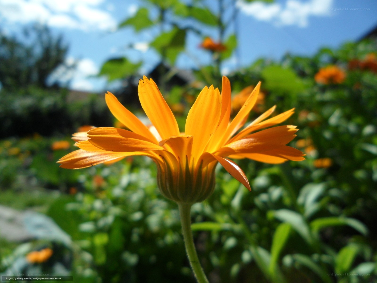 Orange flower in garden