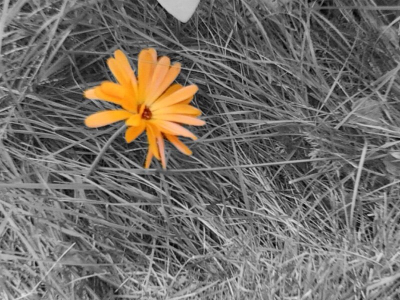 orange flower in grass