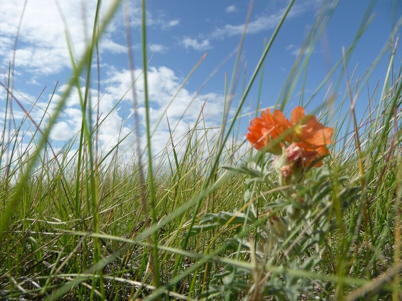 orange flower in grassy field