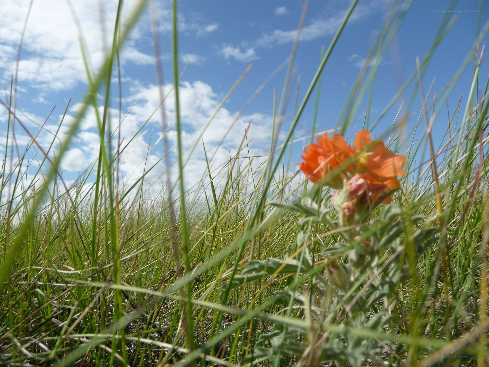 orange flower in grassy field
