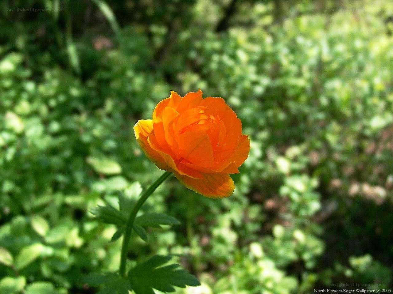 Orange flower in green foliage
