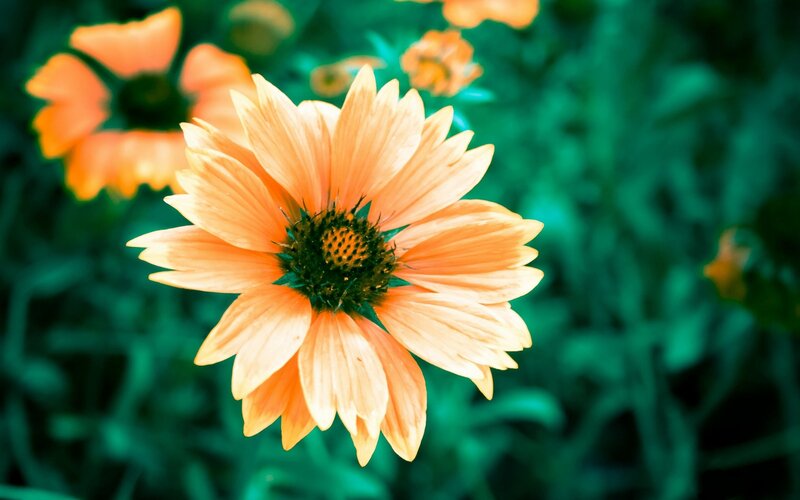 orange flower in green garden