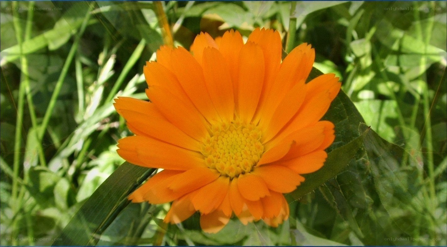 orange flower in green grass