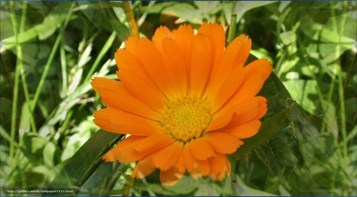 Orange flower in green grass