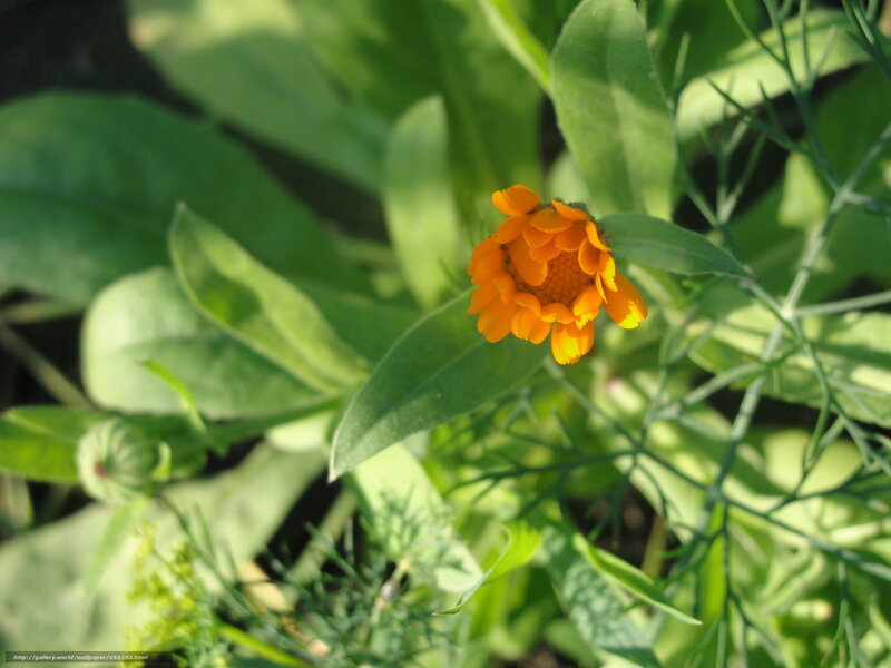 Orange Flower in Green Leaves