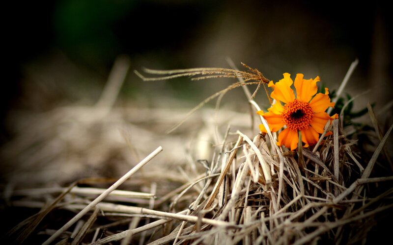 Orange Flower in Hay — Serene, Afternoon