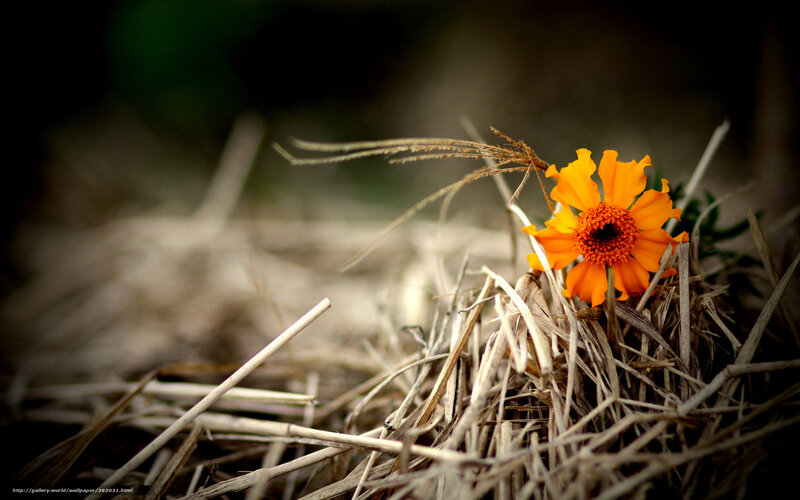 Orange Flower in Hay — Serene, Photograph