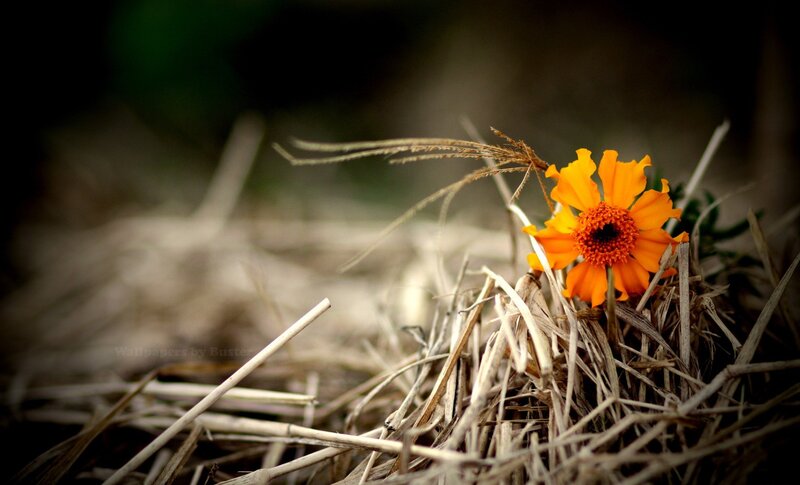 Orange Flower in Hay