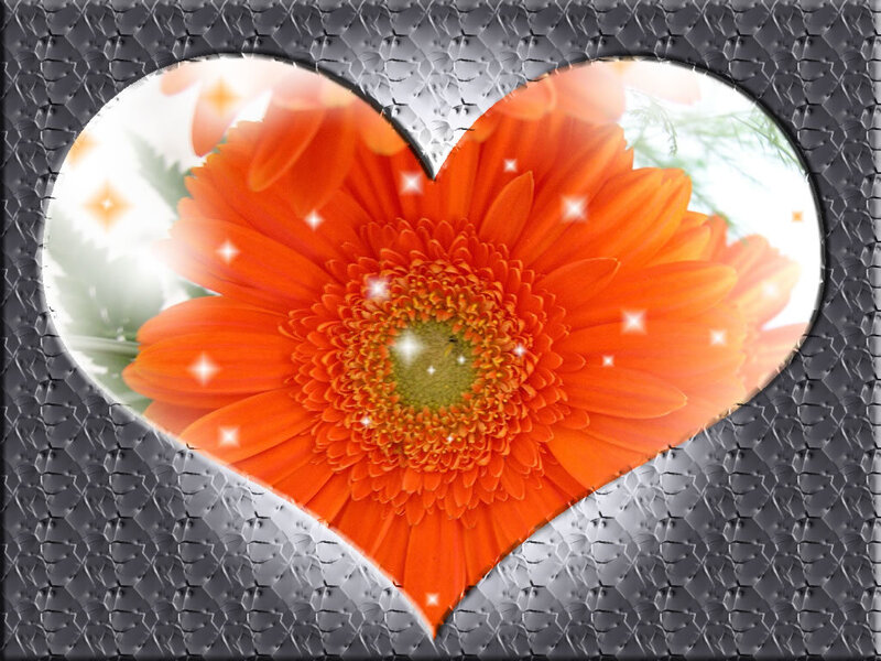 Orange flower in heart shape