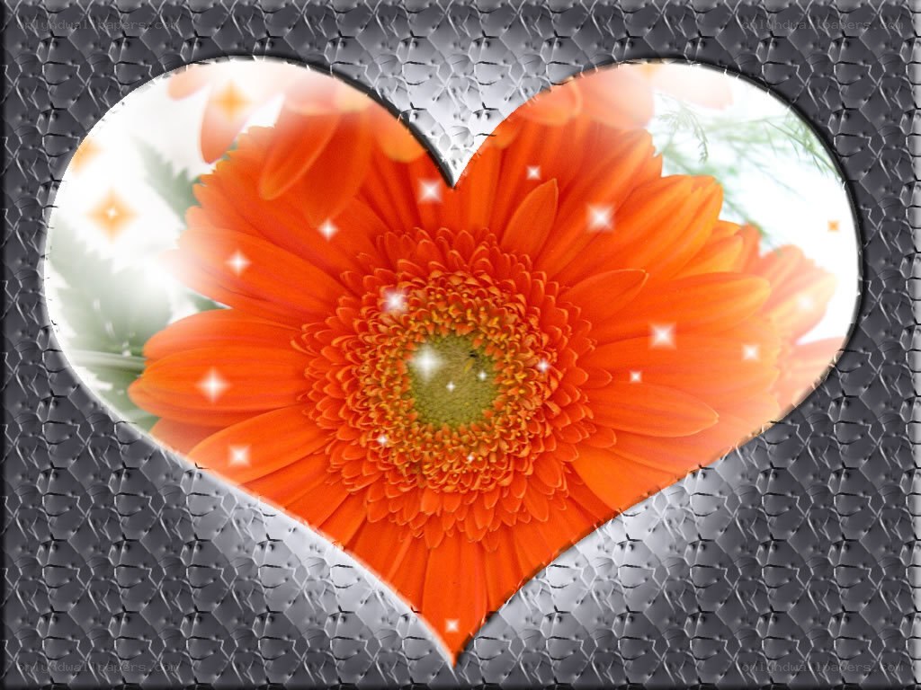 Orange flower in heart shape