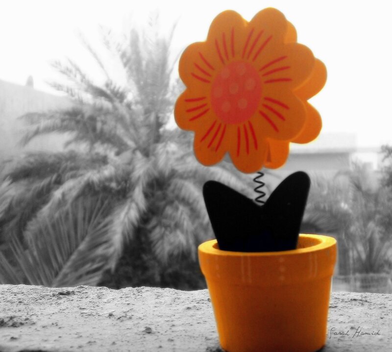 Orange Flower in Pot