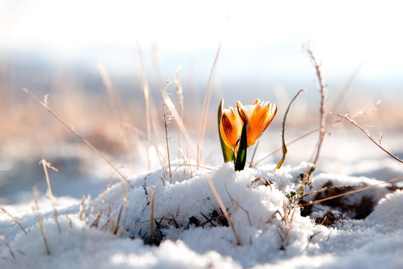 Orange Flower in Snow