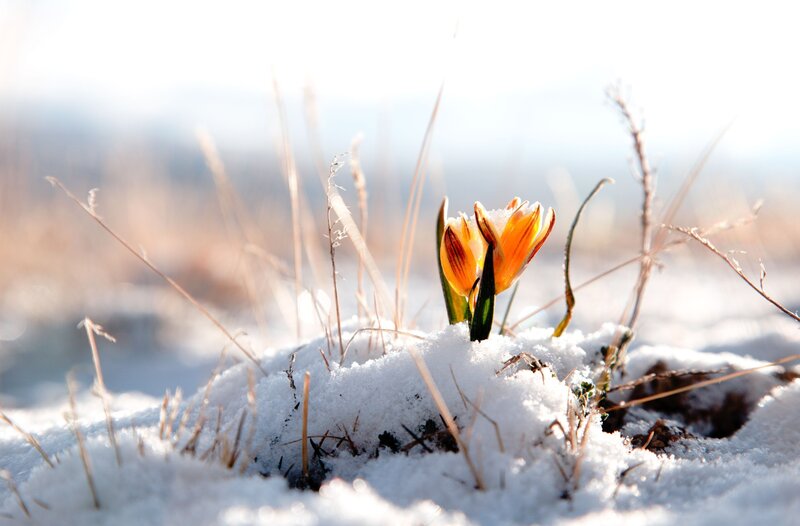 Orange Flower in Snow — White, Serene