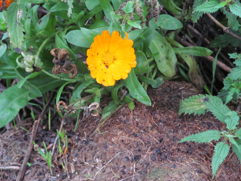 Orange Flower in Soil