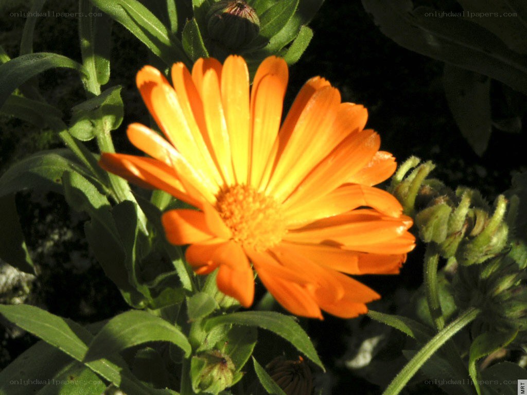 Orange flower in sunlight