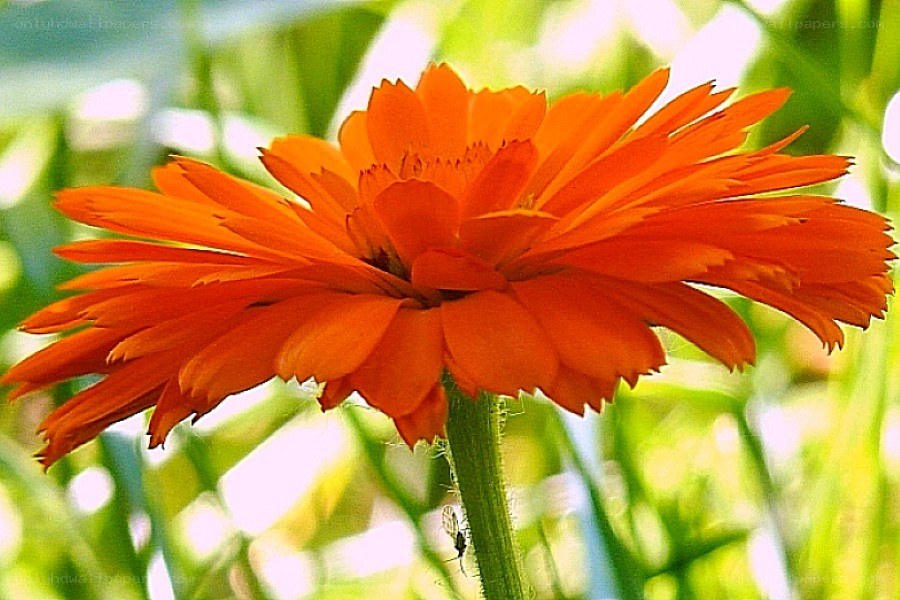 Orange flower in sunlight