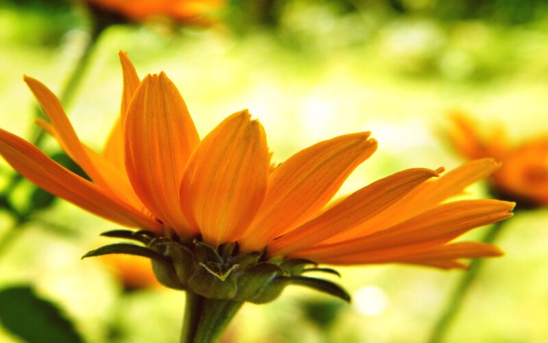 Orange flower in sunlight